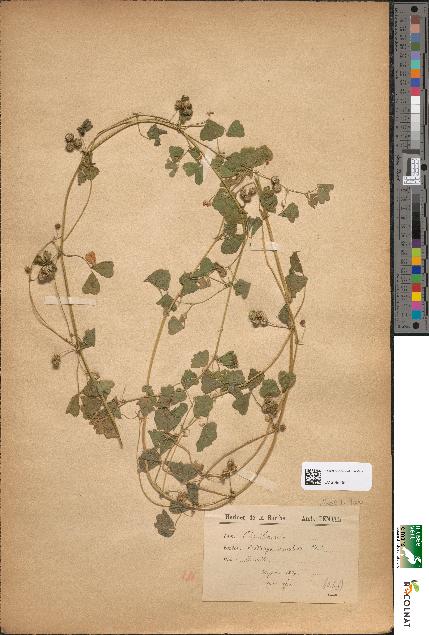 spécimen de Medicago maculata