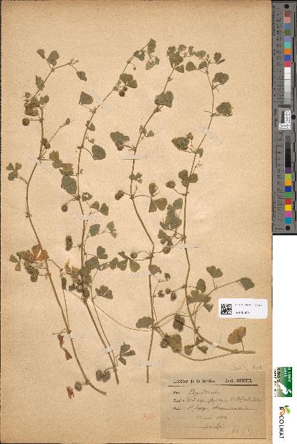 spécimen de Medicago polycarpa
