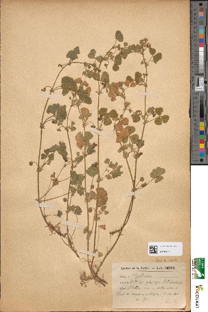 spécimen de Medicago polycarpa