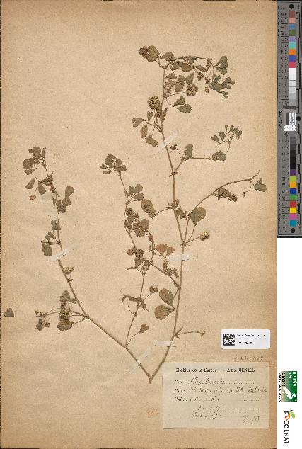 spécimen de Medicago polycarpa