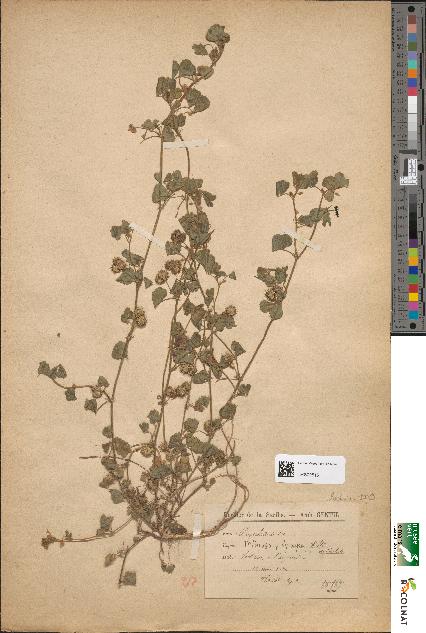spécimen de Medicago polycarpa