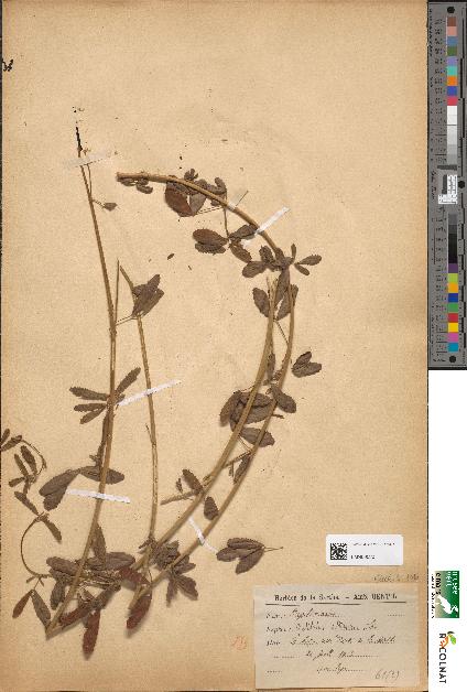 spécimen de Melilotus altissima