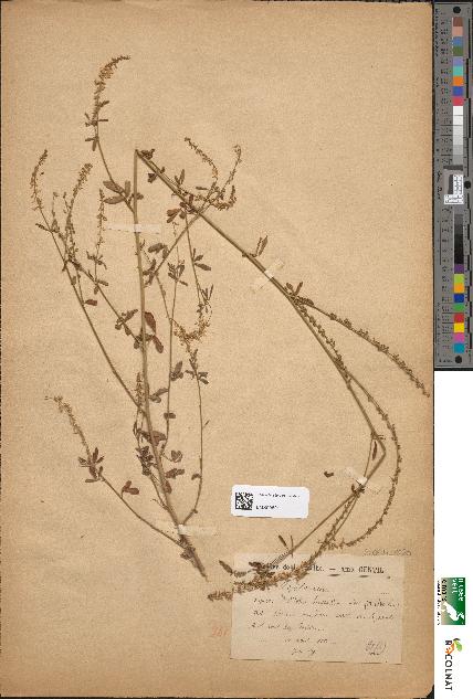 spécimen de Melilotus alba