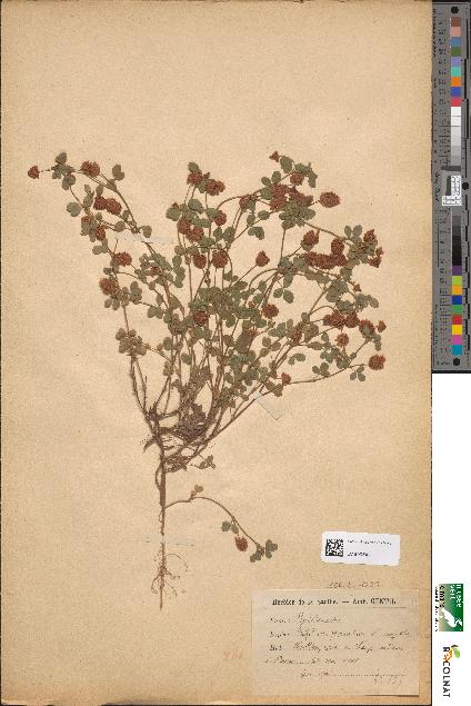 spécimen de Trifolium procumbens