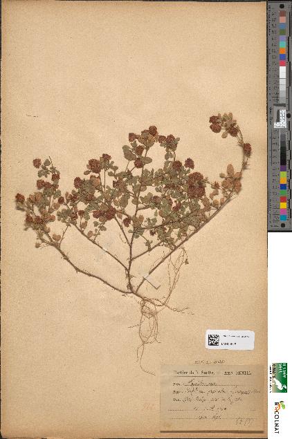 spécimen de Trifolium procumbens