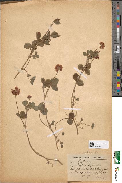 spécimen de Trifolium elegans