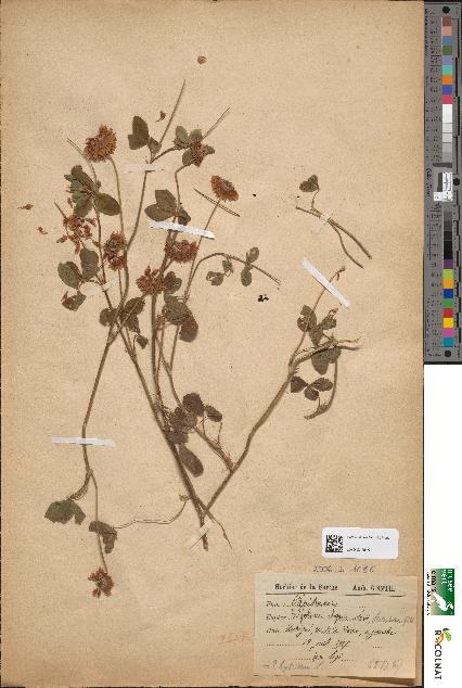 spécimen de Trifolium elegans