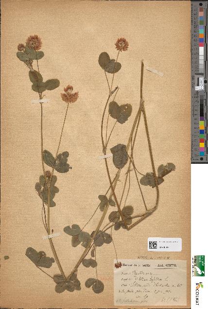 spécimen de Trifolium elegans