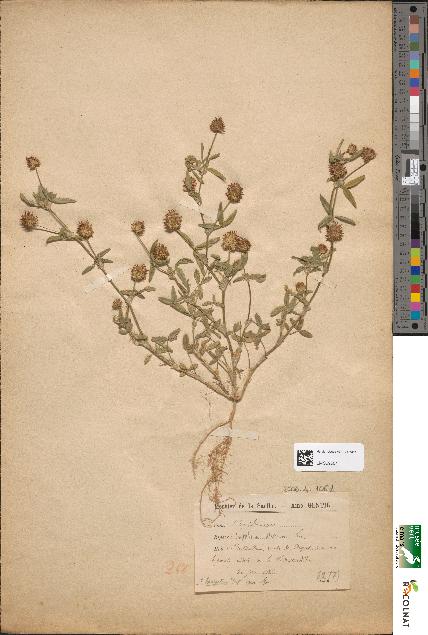 spécimen de Trifolium strictum