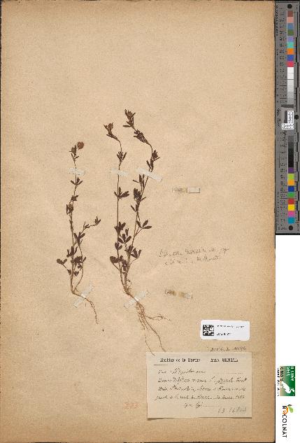 spécimen de Trifolium arvense