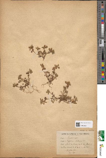 spécimen de Trifolium scabrum