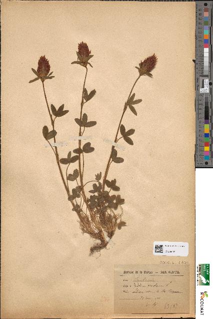 spécimen de Trifolium ochroleucum