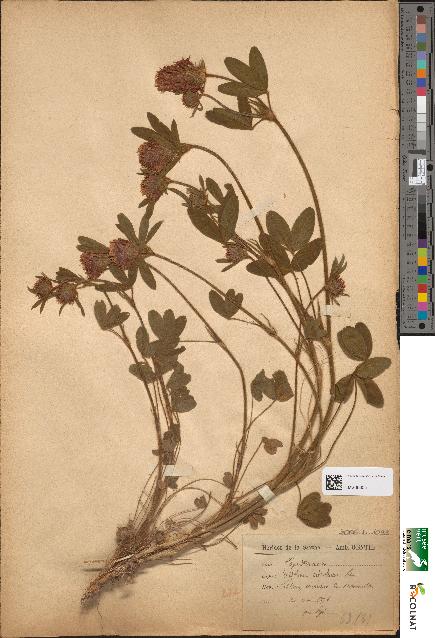 spécimen de Trifolium ochroleucum