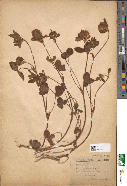 spécimen de Trifolium pratense