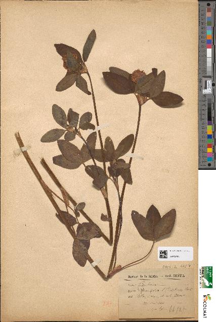 spécimen de Trifolium pratense