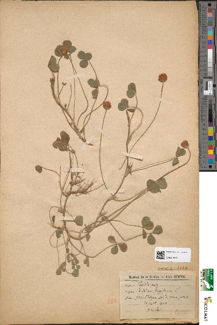 spécimen de Trifolium fragiferum