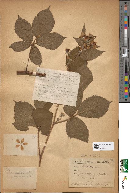 spécimen de Rubus omalus