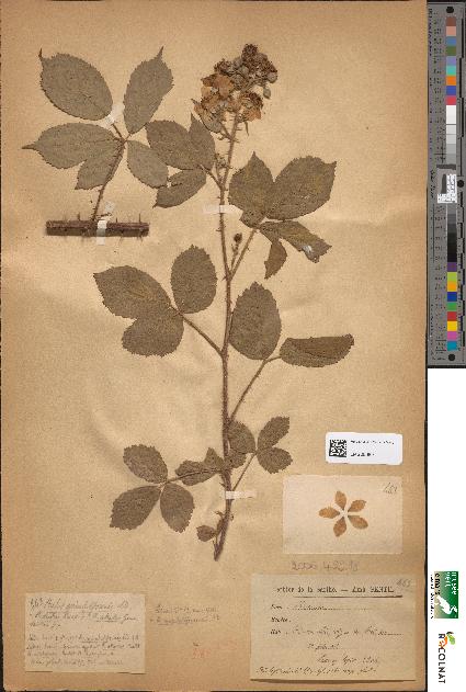 spécimen de Rubus apiculatiformis