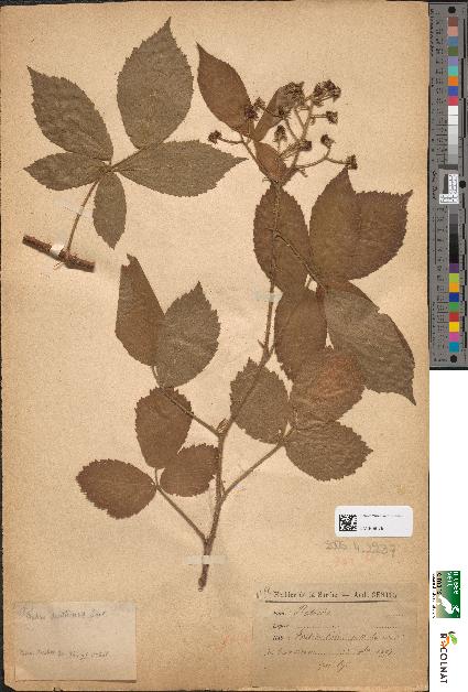 spécimen de Rubus sarthinus