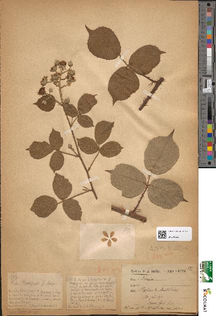 spécimen de Rubus henriquesii