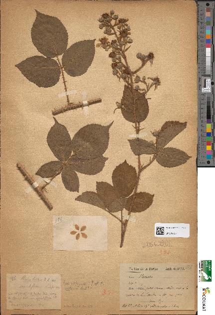 spécimen de Rubus hirtus