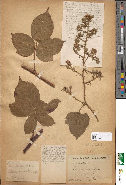 spécimen de Rubus hirtus