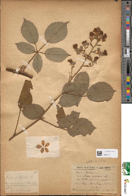 spécimen de Rubus ericetorum