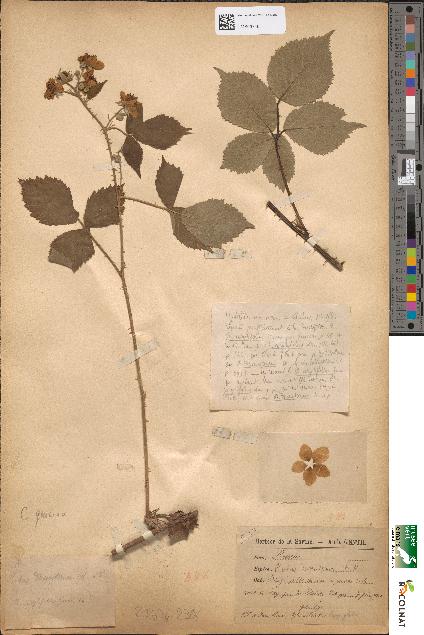 spécimen de Rubus dumetorum