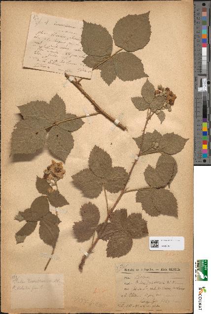 spécimen de Rubus dumetorum