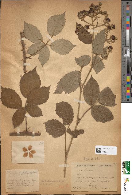 spécimen de Rubus griffithianus