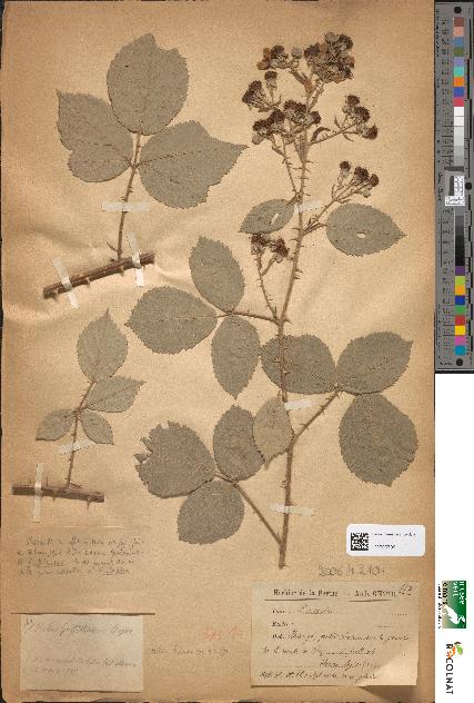 spécimen de Rubus griffithianus