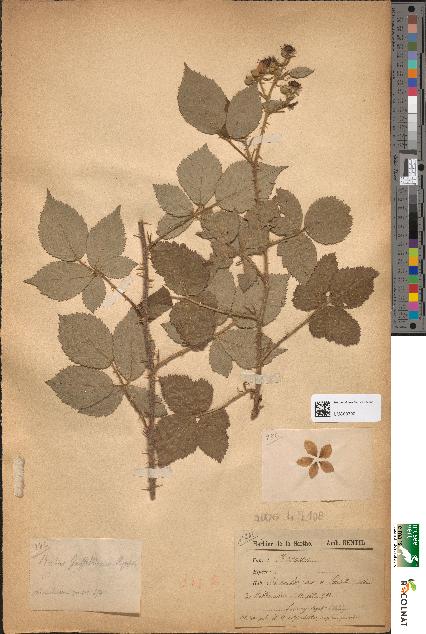 spécimen de Rubus griffithianus