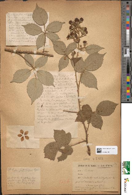 spécimen de Rubus griffithianus