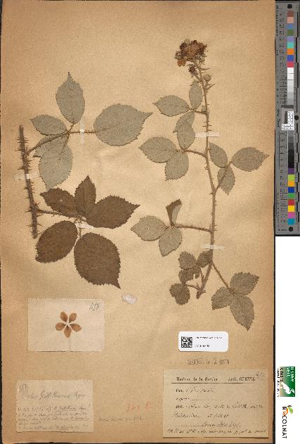 spécimen de Rubus griffithianus