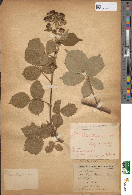 spécimen de Rubus boreauanus