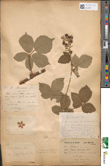 spécimen de Rubus boreauanus