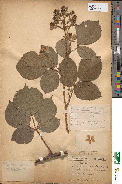 spécimen de Rubus radula