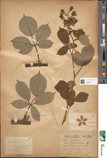 spécimen de Rubus ericetorum