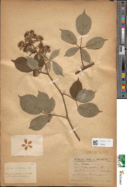 spécimen de Rubus ericetorum