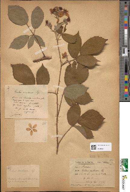 spécimen de Rubus ericetorum