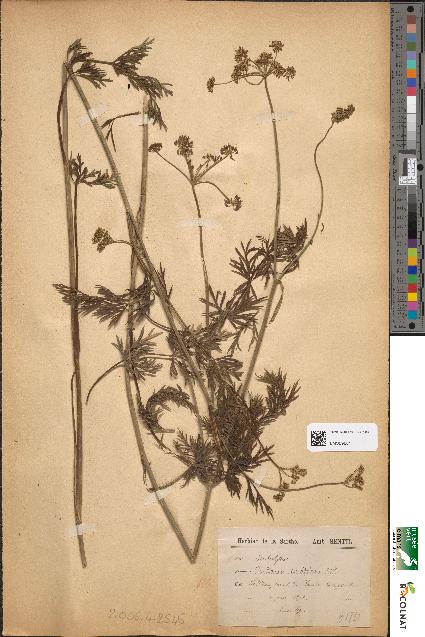 spécimen de Peucedanum carvifolium