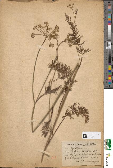 spécimen de Peucedanum carvifolium