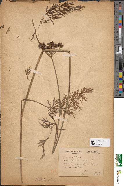 spécimen de Peucedanum carvifolium
