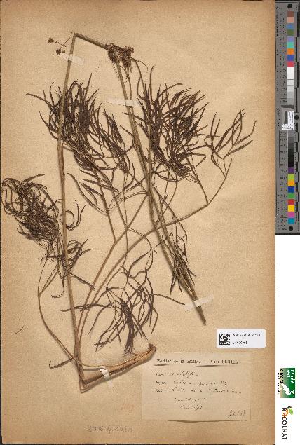 spécimen de Peucedanum parisiense