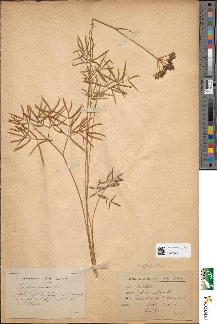 spécimen de Peucedanum parisiense