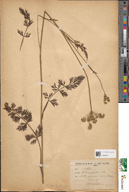 spécimen de Peucedanum carvifolium