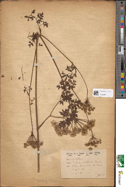 spécimen de Peucedanum oreoselinum