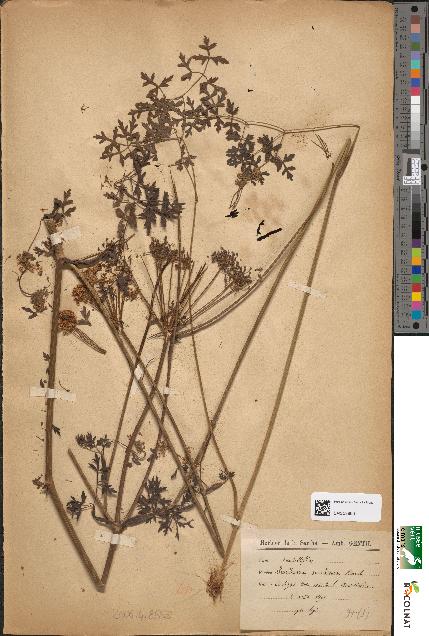 spécimen de Peucedanum oreoselinum