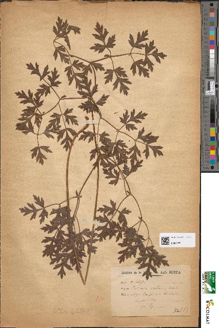 spécimen de Peucedanum oreoselinum