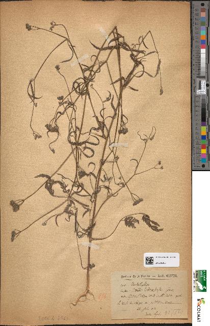 spécimen de Torilis heterophylla